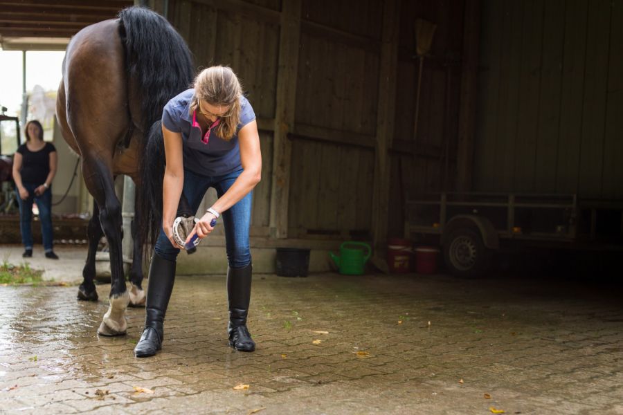 Horse Grooming by Werk LLC